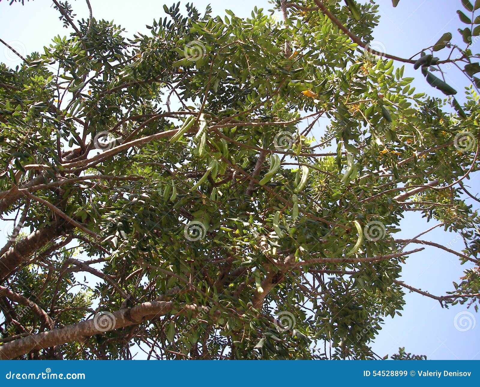 carob tree